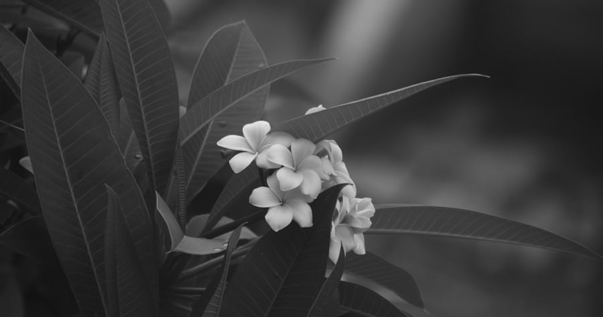 Indoor plants that smell nice